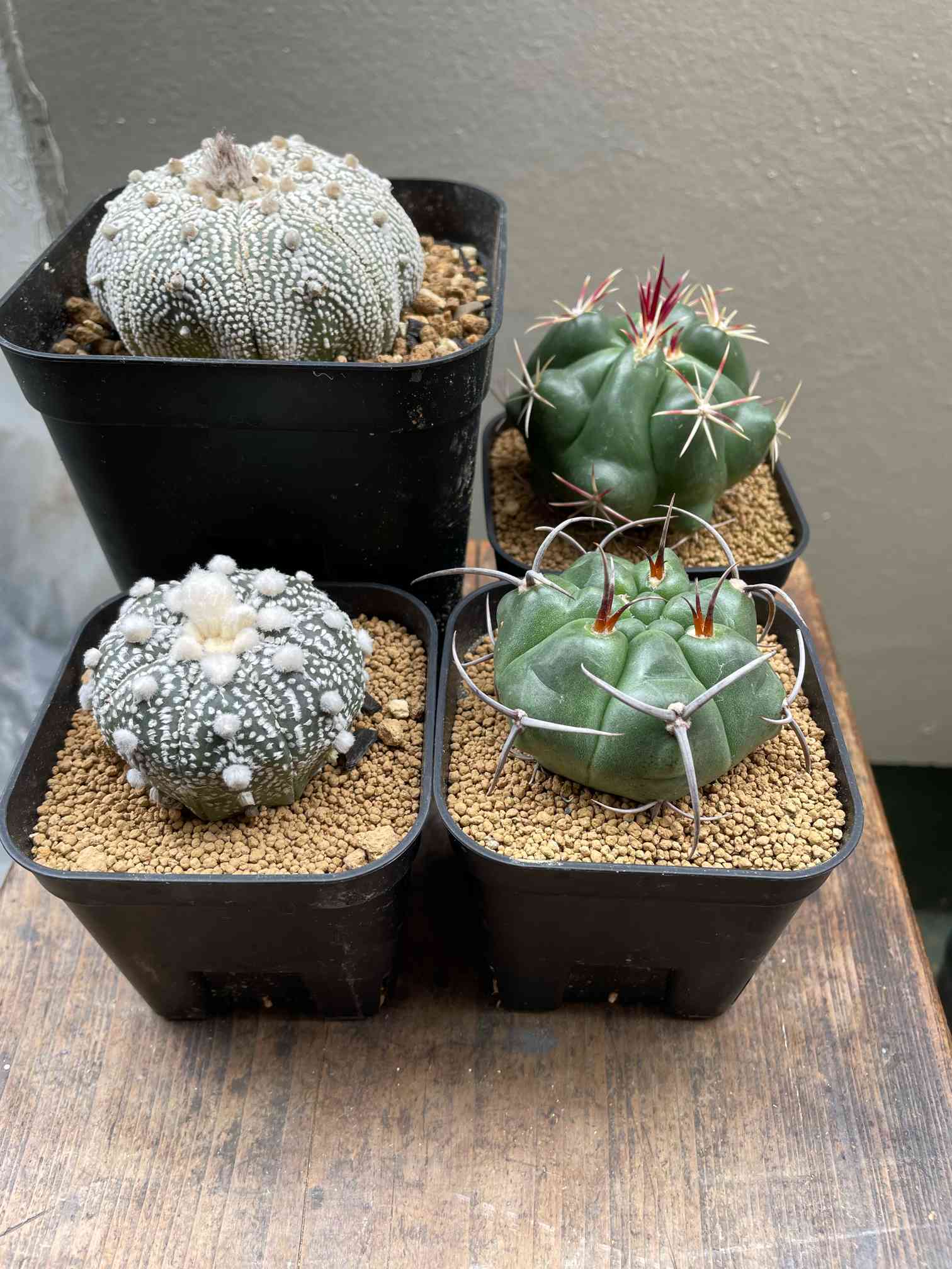 紅蛇丸の一覧｜🍀GreenSnap（グリーンスナップ）