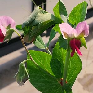 豆苗,野菜の花,栽培記録,家庭菜園初心者,バルコニー/ベランダの画像