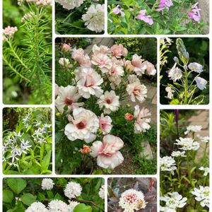 ナチュラルガーデン,花のある暮らし,ピンク大好き,自然が好き,GS映えの画像