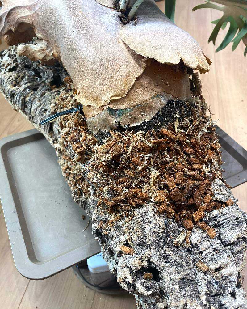 P. willinckii 'Bogor' spore 成長記録 2023.11.3｜🍀GreenSnap