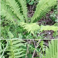 シダ,コゴミ,クサソテツ,イワデンダ科,シダ植物の画像