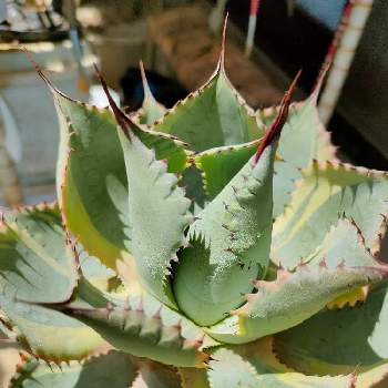 多肉植物,観葉植物,塊根植物,サボテン科,多肉の花の画像