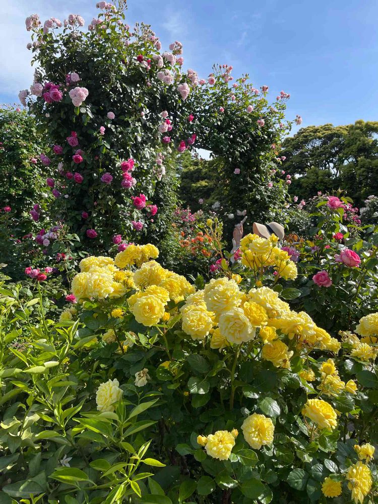 ミーシーさんの港の見える丘公園への投稿