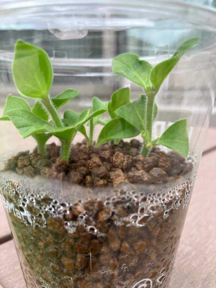 サフィニアの挿し芽｜🍀GreenSnap（グリーンスナップ）