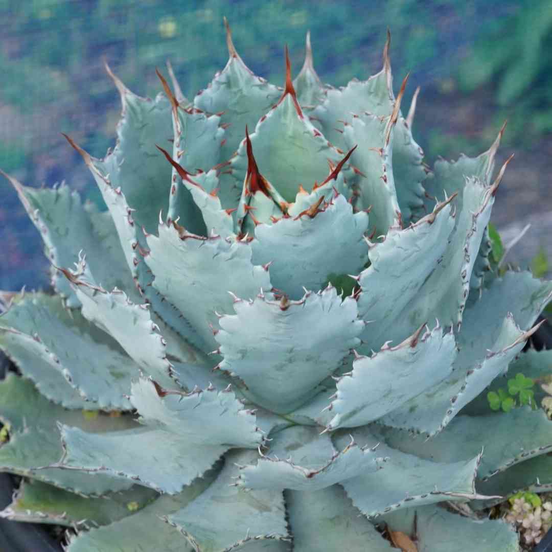 アガベ・グアダラハラナの一覧｜🍀GreenSnap（グリーンスナップ）