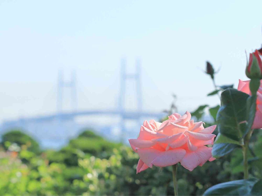 takosyaさんの港の見える丘公園への投稿