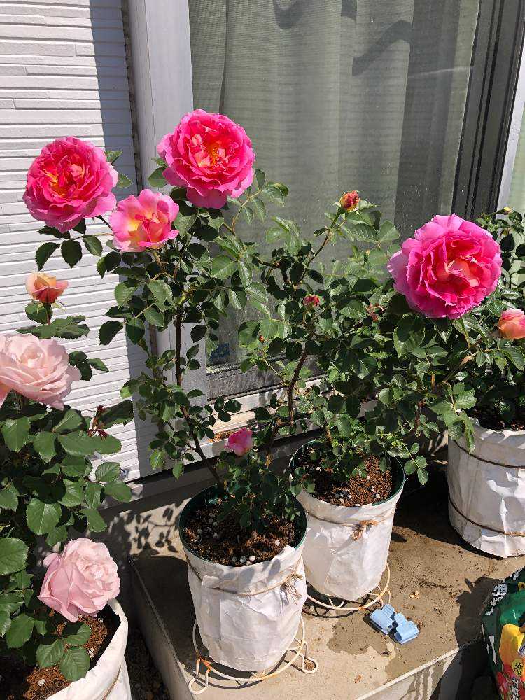 バラの挿し木の記録｜🍀GreenSnap（グリーンスナップ）