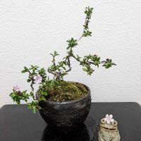 香丁木,かえるの置物,大宮盆栽祭り,大盆栽まつり,陶房ささ木の画像