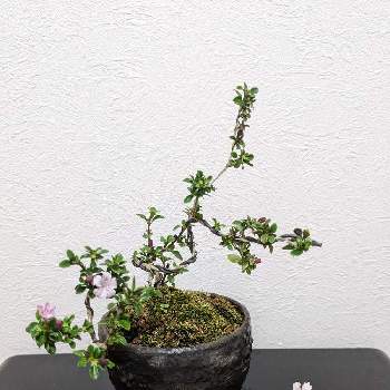 観葉植物,耐陰性,LED栽培,室内管理,耐陰性試験の画像