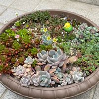 デイビット,虹の玉,デビー,紅稚児,レモータの画像