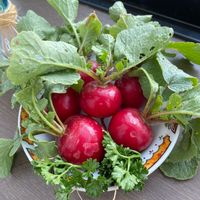 ラディッシュ,おうち園芸,土いじり好き,花の写真で癒される,畑の野菜で朝食の画像