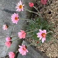 ローダンセマムの画像