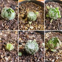 センペルビウム 巻絹,センペルビウム,センペル,多肉植物,ランナーの画像