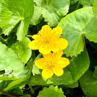 リュウキンカ,今日を今を生きること,2019同期,⚔️心を燃やせ,小さな花で幸せをの画像