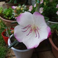 クールベイビー,野牡丹,ノボタン,鉢植の画像