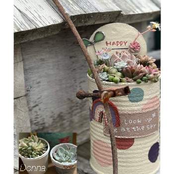 多肉植物 寄せ植え,GSの繋がりに感謝♡,リメ缶,われら17年組,しぞーか勢の画像