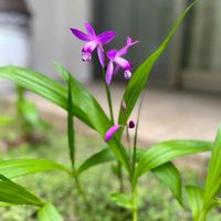 シラン,小さな庭,庭の画像