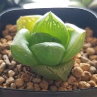 ドラゴンボール,ハオルチア,多肉植物,軟葉系ハオルチア,ハオルチア属の画像