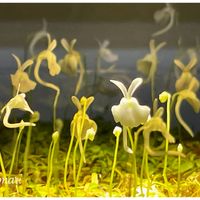 Utricularia sandersonii,ウトリクラリア・サンダーソニー,ウサギゴケ,花芽,食虫植物 ミミカキグサの画像