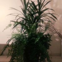 ドラセナ,ヘデラ,シダ,観葉植物,シダ植物の画像