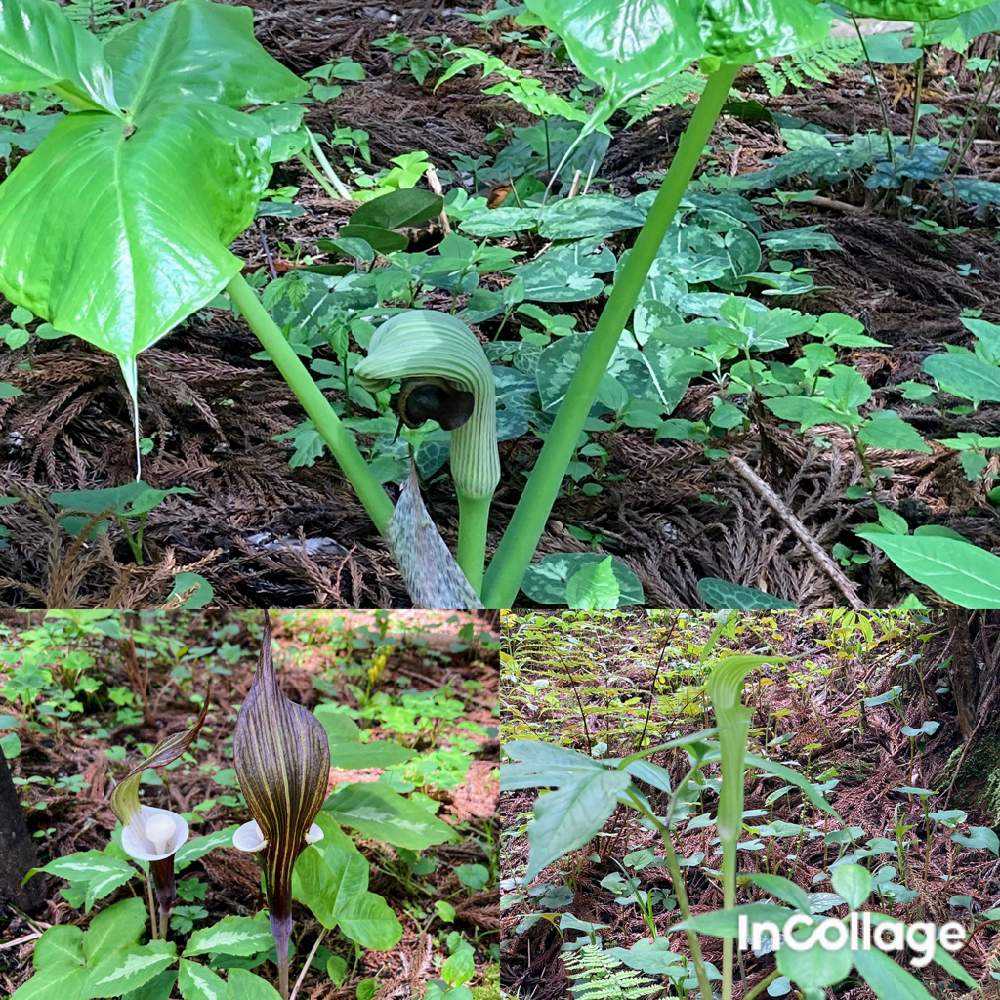 山野草の楽園｜🍀GreenSnap（グリーンスナップ）