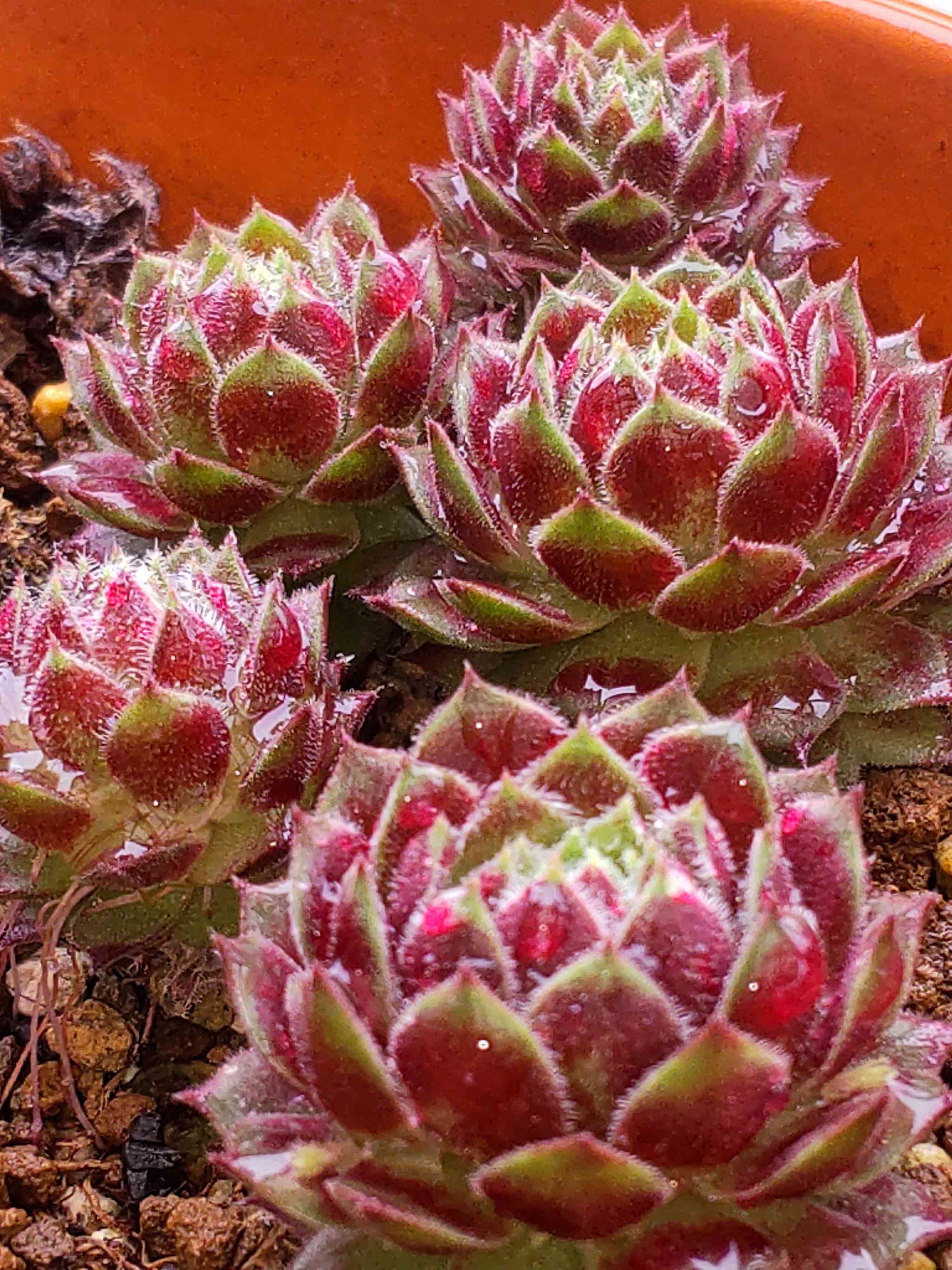 ファイヤーバード センペルビウムの一覧｜🍀GreenSnap（グリーンスナップ）