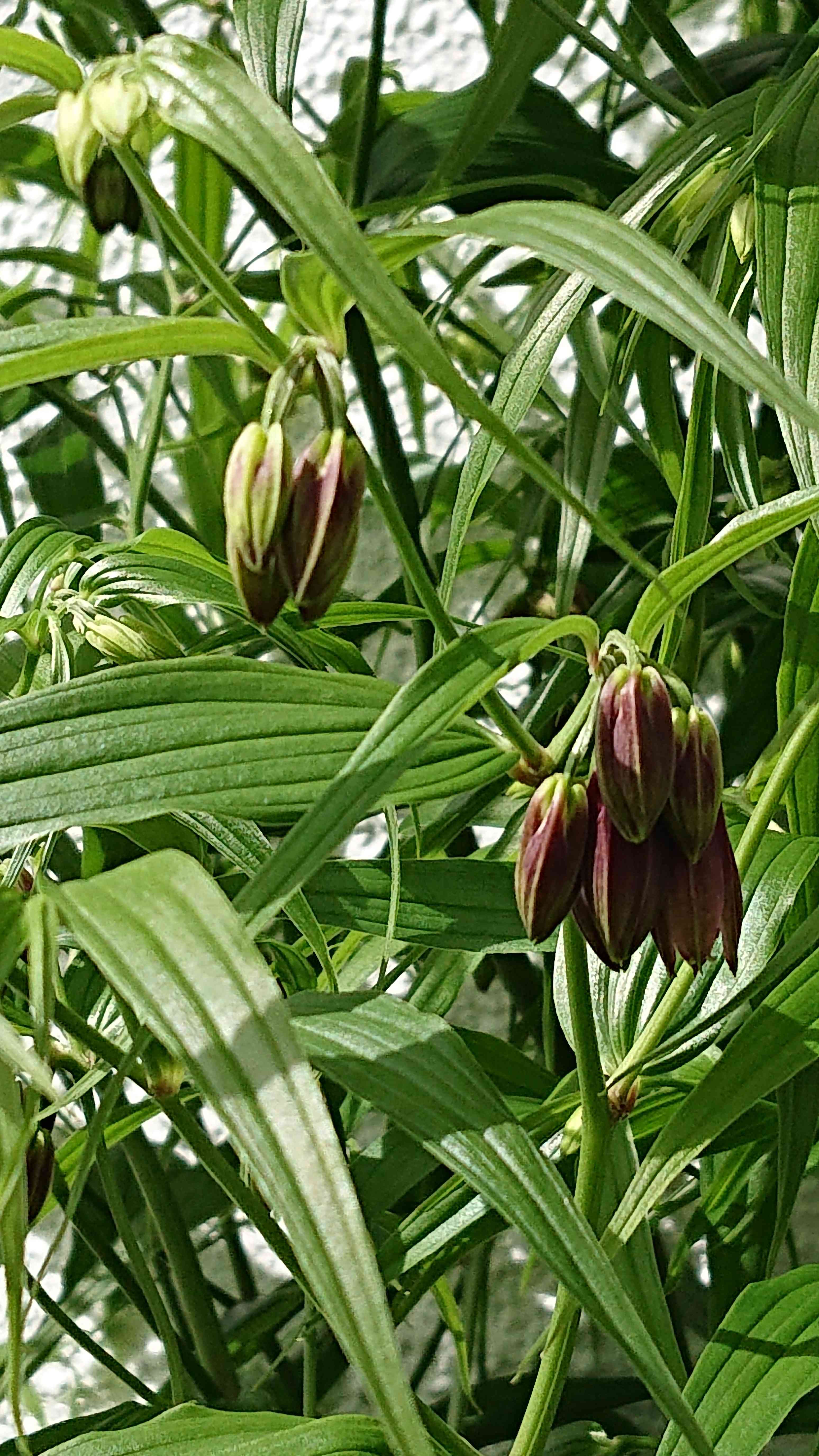 唐竹蘭(トウチクラン)の一覧|🍀GreenSnap(グリーンスナップ) 唐竹蘭(トウチクラン)の一覧|🍀GreenSnap(グリーンスナップ)