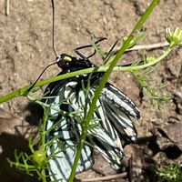 カモミール,アカボシゴマダラ,花壇,ガーデニング,山野草の画像