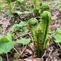 クサソテツ,コゴミ。,シダ植物,畑の画像