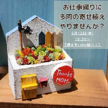 諏訪湖,MOGU太郎鉢,多肉植物,小さな箱庭,長野タニラーの画像
