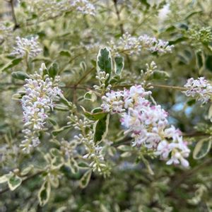 シルバープリペット,花が咲いた,生垣,植栽,小さな庭の画像