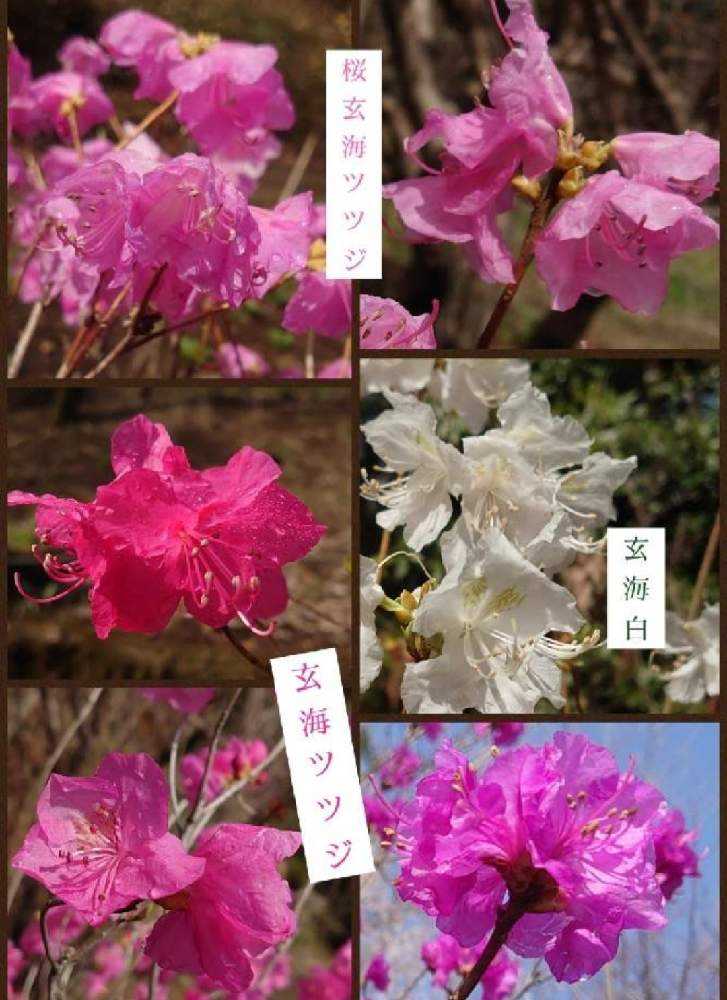 ツツジ｜🍀GreenSnap（グリーンスナップ）