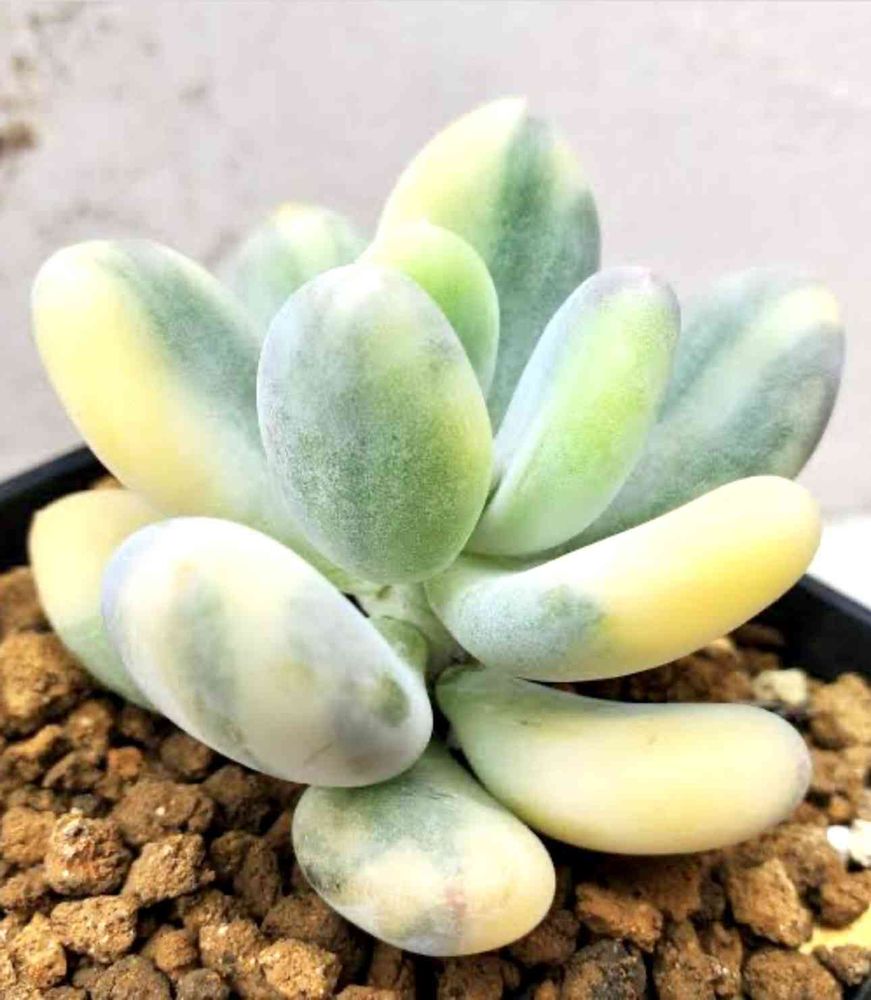 多肉男子の投稿画像 by TA298 ふぇあり〜ず (多肉植物園 園長)さん  