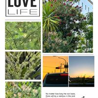 ソテツ,メラレウカ・ティーツリー,ブラシの木,オーストラリアビーンズ,ティーツリーの画像