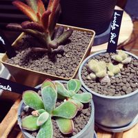 錦晃星,ラッキーガール,シナモン,多肉植物,エケベリア属の画像