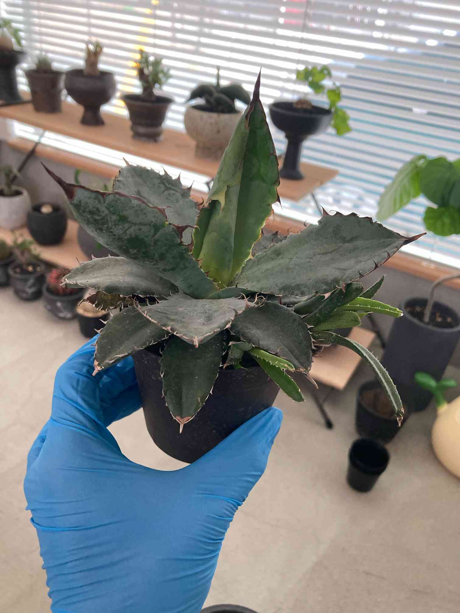 アガベBB #1｜🍀GreenSnap（グリーンスナップ）