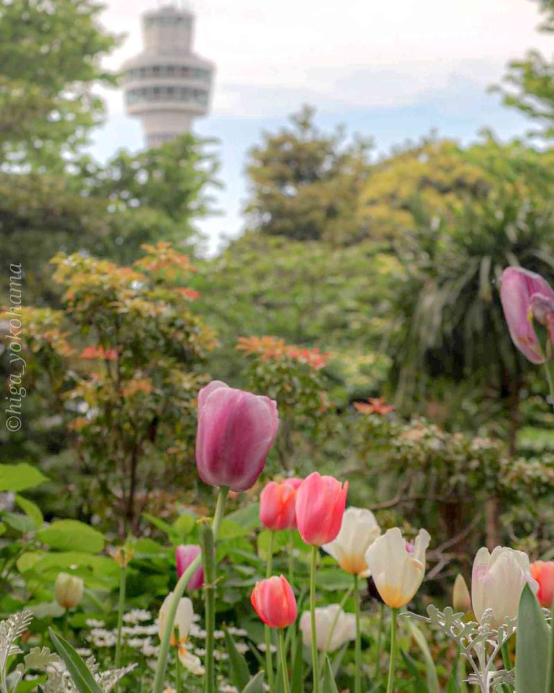 ヒガ君さんの港の見える丘公園への投稿