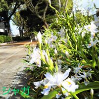 シャガ,道草,今日のお花,家族訪問,お出かけ先の画像