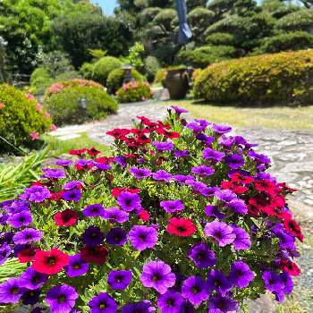 ジャガイモ,ツバキ,家庭菜園の画像