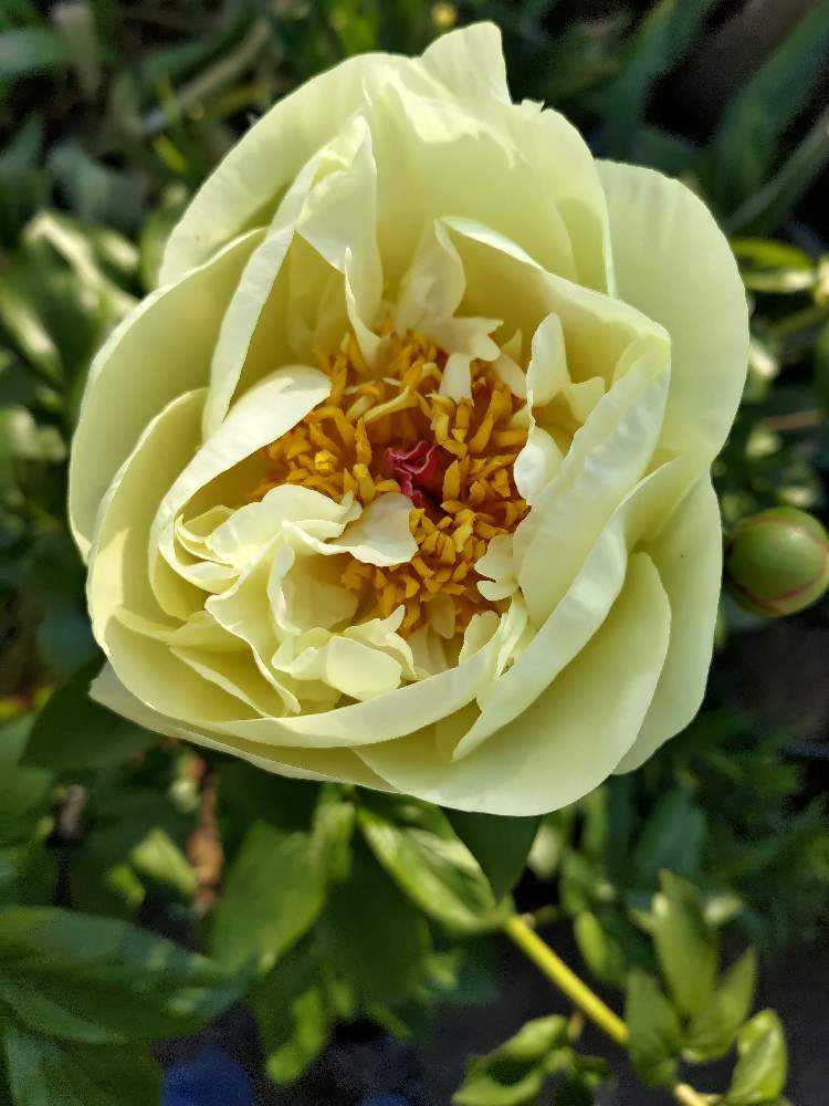 令和5年 芍薬2023 お庭からご紹介｜🍀GreenSnap（グリーンスナップ）