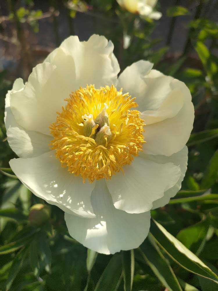 令和5年 芍薬2023 お庭からご紹介｜🍀GreenSnap（グリーンスナップ）