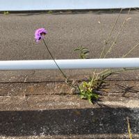 ヤナギバルイラソウの画像