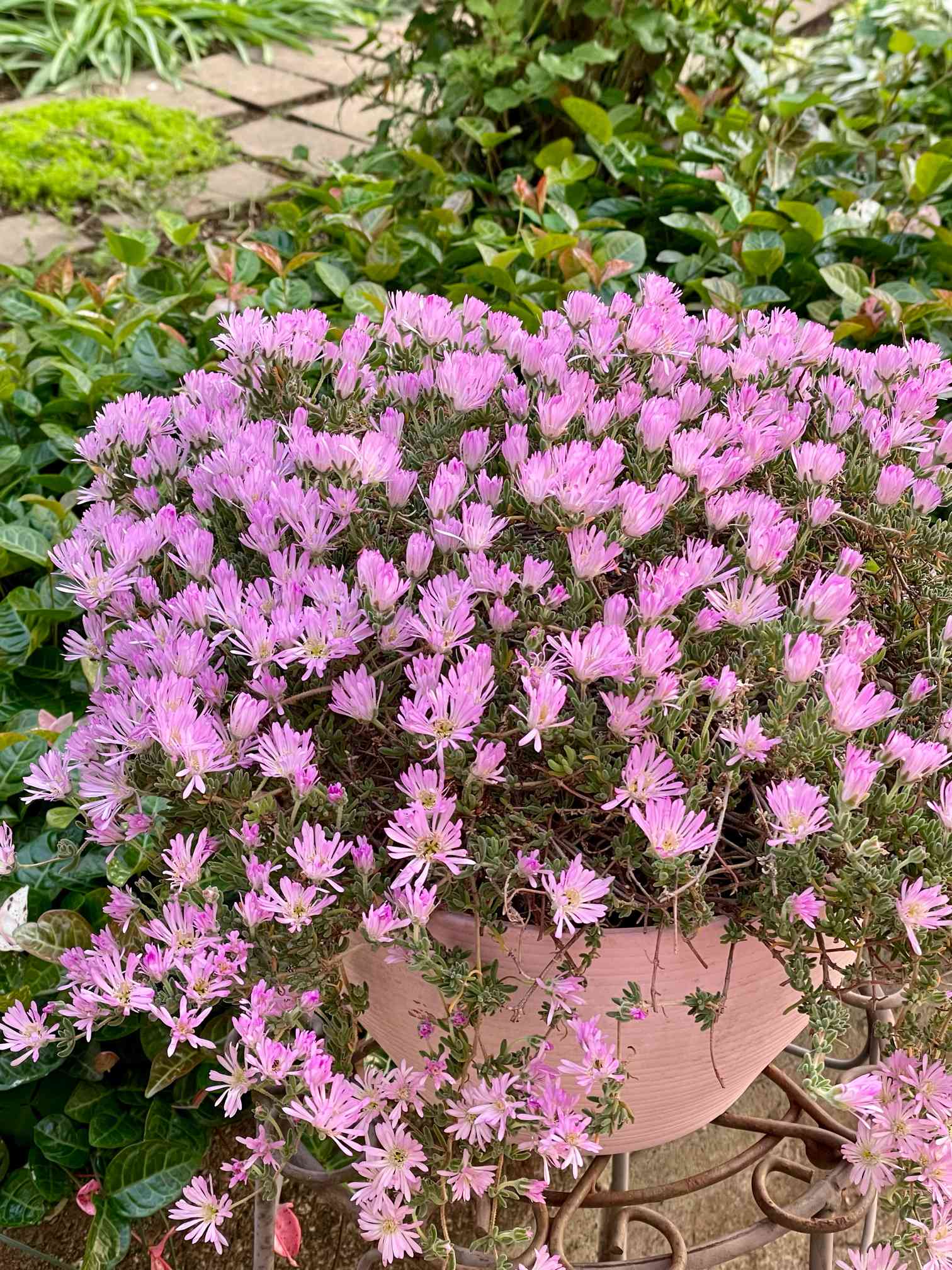 アイツプランツ？多肉植物　ピンクの小花が咲きます アイツプランツ？多肉植物 ピンクの小花が咲きますの通販 by