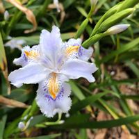 シャガ,花のある暮らし,今日のお花,お写ん歩,平和を願う☆の画像