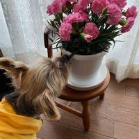 カーネーション,カーネーション,ピンクの花,いいかおり,バルコニー/ベランダの画像