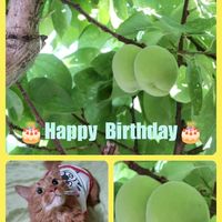アンズ,地震,木曜モフモフ,GS不眠隊7番,誕生日の画像