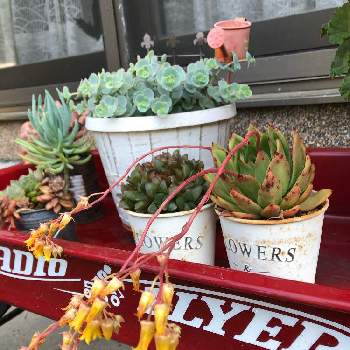 クリスマスhy,多肉植物,エケベリア属,ジャンク,花　咲いた！の画像