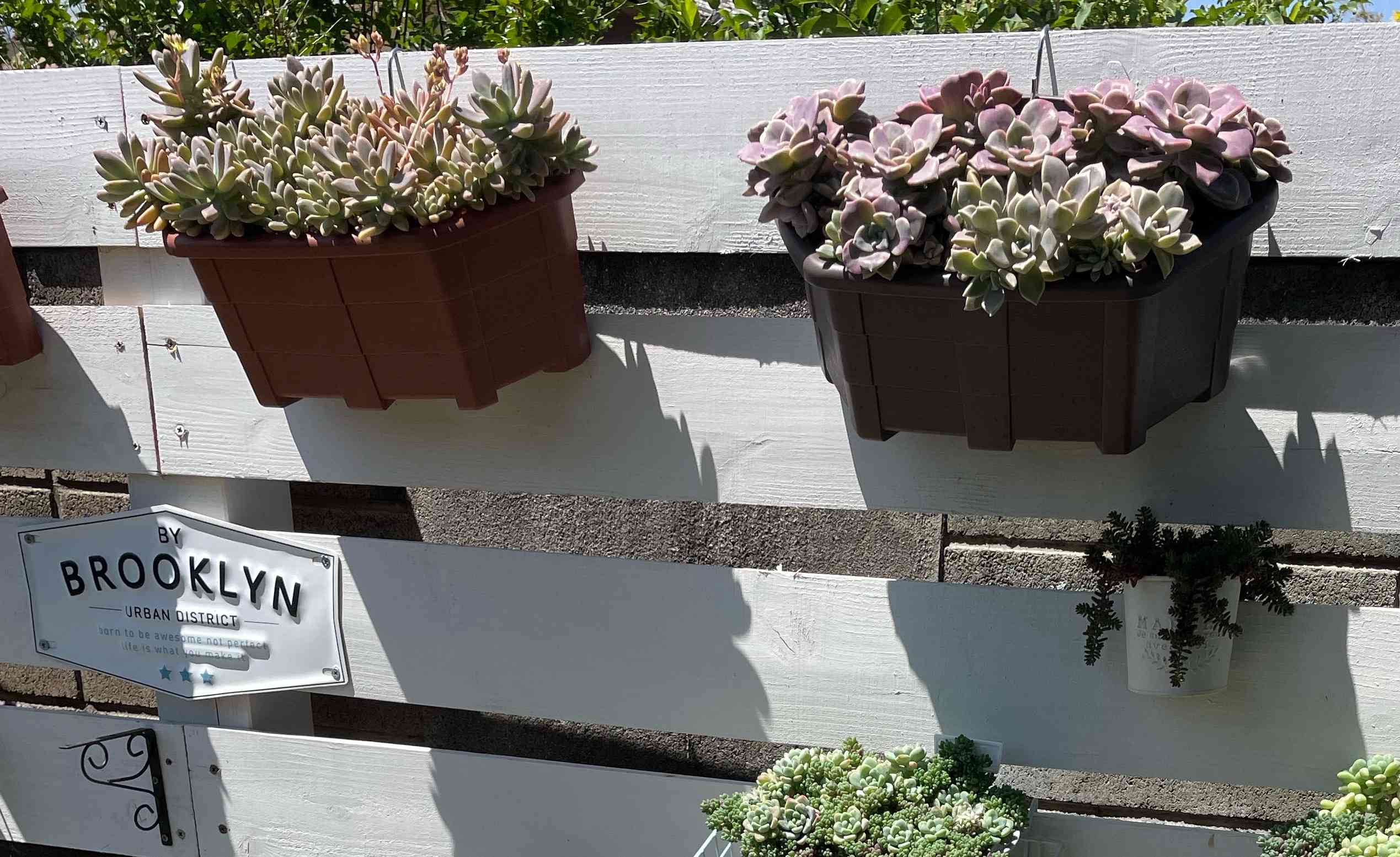 多肉をモリモリ増やすコツ｜🍀GreenSnap（グリーンスナップ）