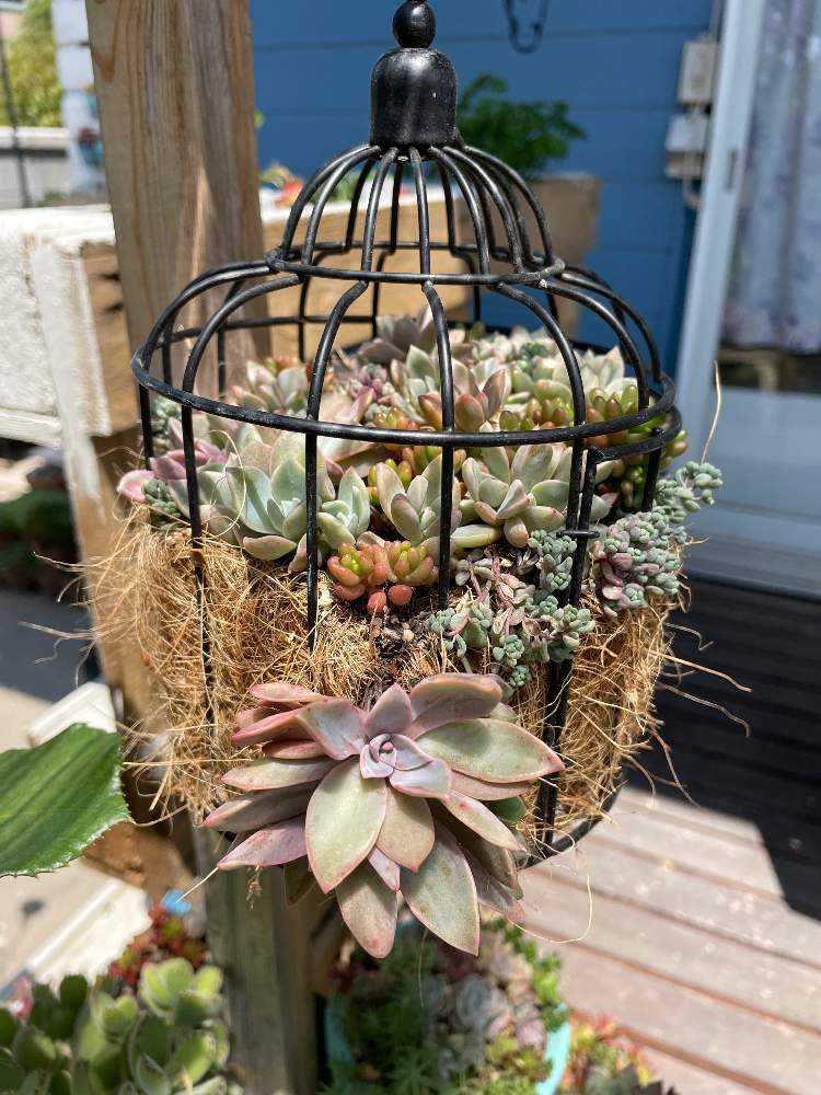 ペンデンス♡鉢ごと♡モリモリ♡多肉植物 ペンデンス♡モリモリ♡多肉植物♡鉢ごと♡ ペンデンス♡モリモリ