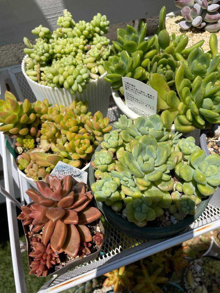 多肉をモリモリ増やすコツ｜🍀GreenSnap（グリーンスナップ）